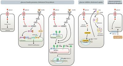 Updated Understanding of the Crosstalk Between Glucose/Insulin and Cholesterol Metabolism